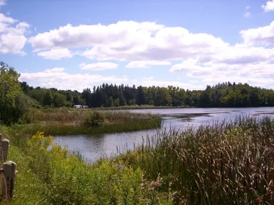 Marshy pond fringed by cattails and reeds with a wooded shoreline