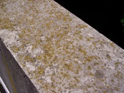 Yellow-green mold and algae spreading across a concrete exterior ledge