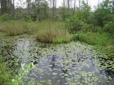 Lily pads covering dark swamp water ringed by sedges and woodland