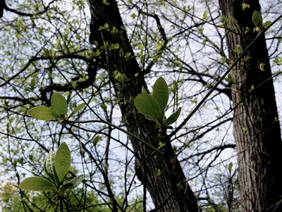 Looking up through bare branches sprouting new spring leaves against the sky