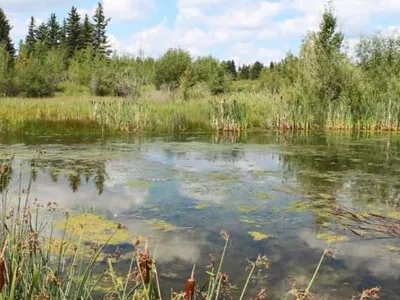 Algae-covered pond edged with cattails and grasses under a cloudy sky